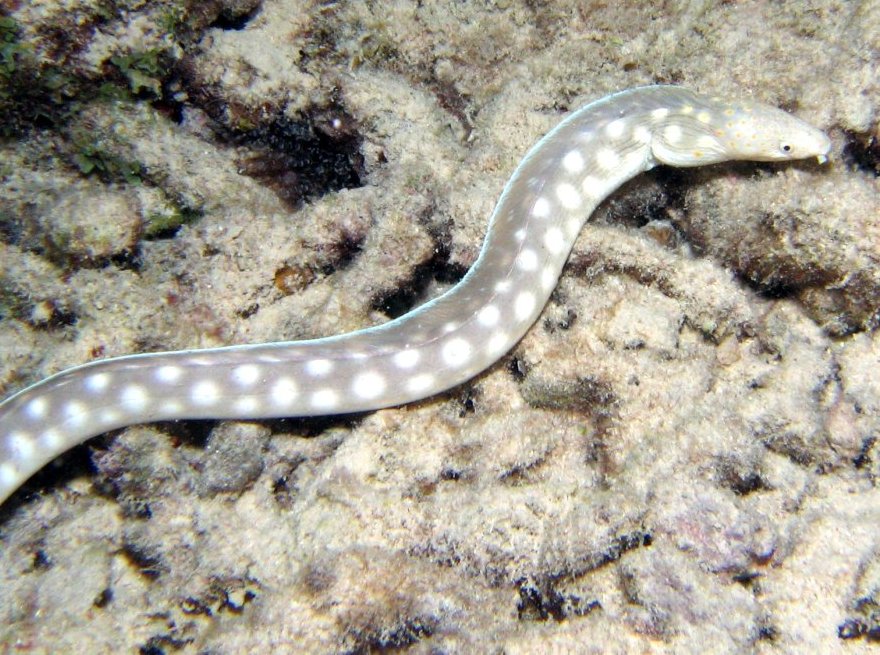 OPHICHTHIDAE (ANGUILLE SERPENTE)